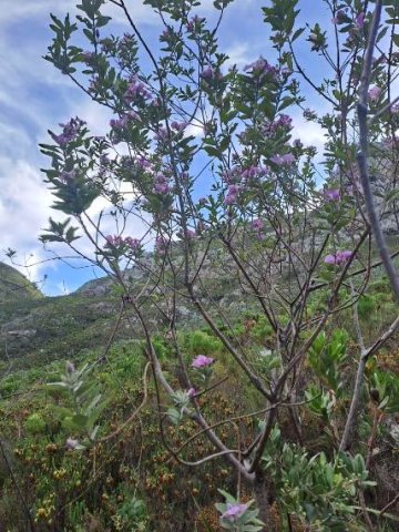 Podalyria calyptrata small tree